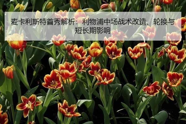 麦卡利斯特首秀解析：利物浦中场战术改造、轮换与短长期影响